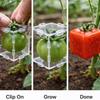 Прозрачные Клетки для Растений Портативные Кубические Формы для Выращивания Фруктов Новые Формы для Придания Формы Фруктам