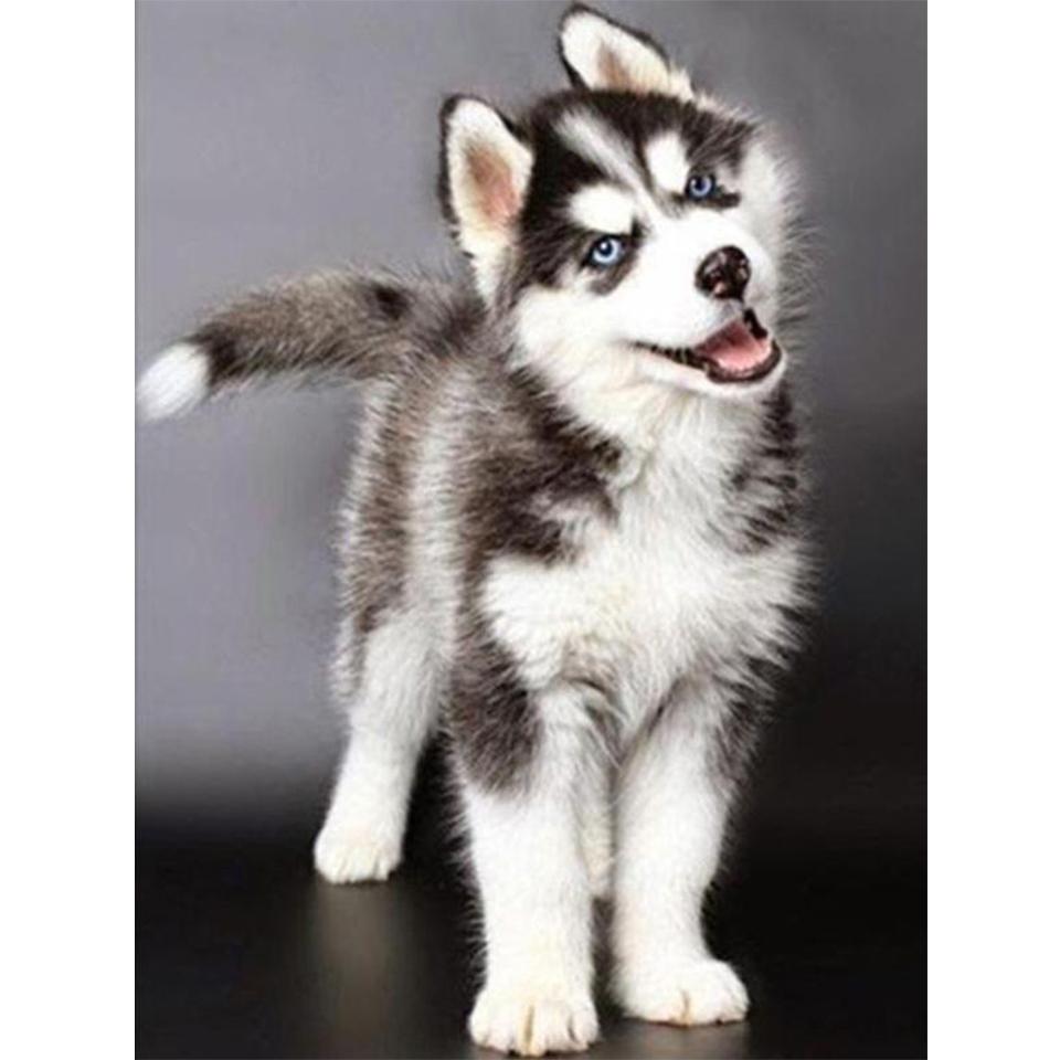 5D DIY алмазная живопись животное хаски картина полная алмазная вышивка горный хрусталь мозаика набор для вышивки крестом украшение мебели