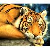 Diamond Painting Yellow Tiger Miss Diamond Embroidery Animal Series Mosaic Picture All Full Drill