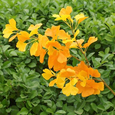 Имитация декоративного дерева гинкго билоба, искусственные листья, ветки, шелковые цветы, фикус, белый, желтый, свадебные материалы