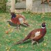 2 Pack Acrylic Stakes Garden Pheasants Stake Yard Art Outdoor Animal Decoration Lawn Patio Decorative Statue Sculpture