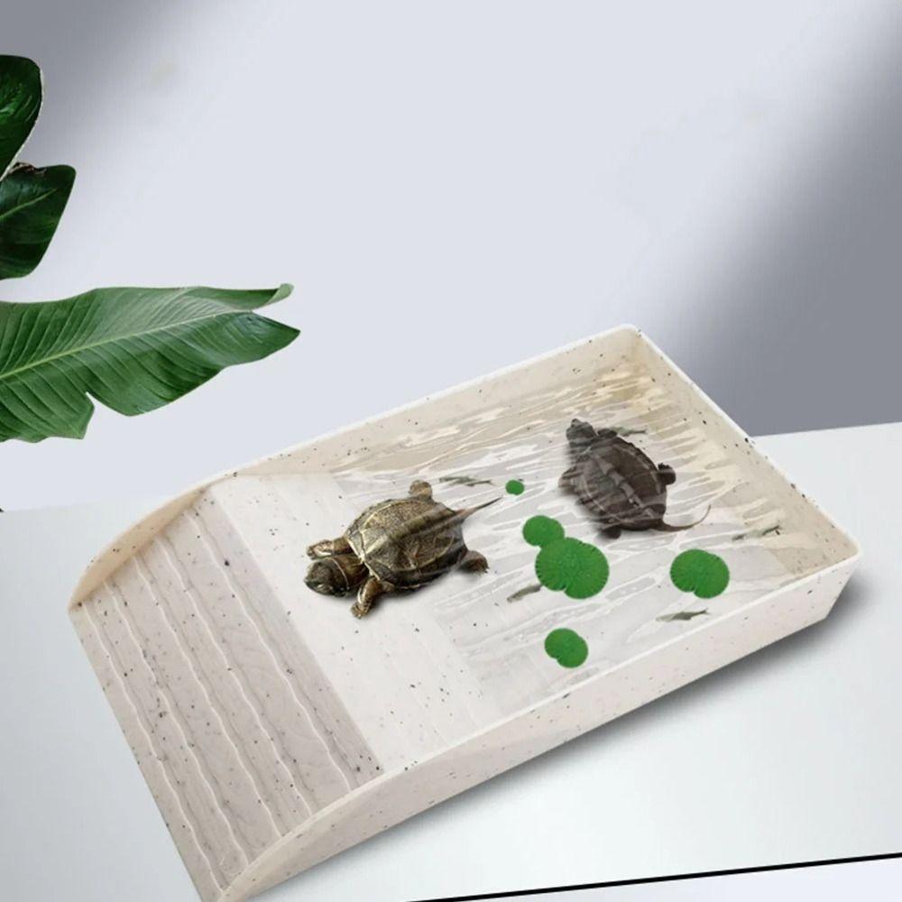 Smooth Tortoise Feeder With Platform Turtle Tank Tortoise Feeding Dish  Hamster