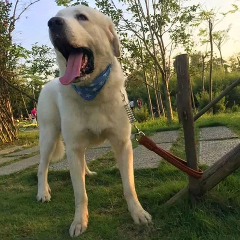 Собачий поводок Пружинный Короткий Поводок для Собак Поводки из ПУ Кожи для Больших Собак Прогулочная Нейлоновая Веревка Прочные Поводки для Собак Тренировочная Цепь для Питомцев