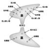 Ocarina, BlueBrown, 12 Holes, Ceramic Tube, Legend of Zelda Replica, High Quality Alto C, AFUNTA, with Japanese Instructions, Cosplay, Sheet Music