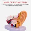 Professional Human Ear Model Anatomy PVC Plastic Anatomical Ear Model for Science Classroom Study Display