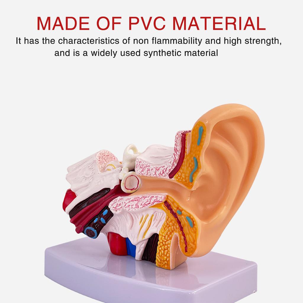 Professional Human Ear Model Anatomy PVC Plastic Anatomical Ear Model for Science Classroom Study Display
