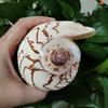 Large Sea Conch Shell 12-16cm Big Conch Natural Craft Ornaments Shell Wedding Festival Party Decoration Creative Gift Ornaments