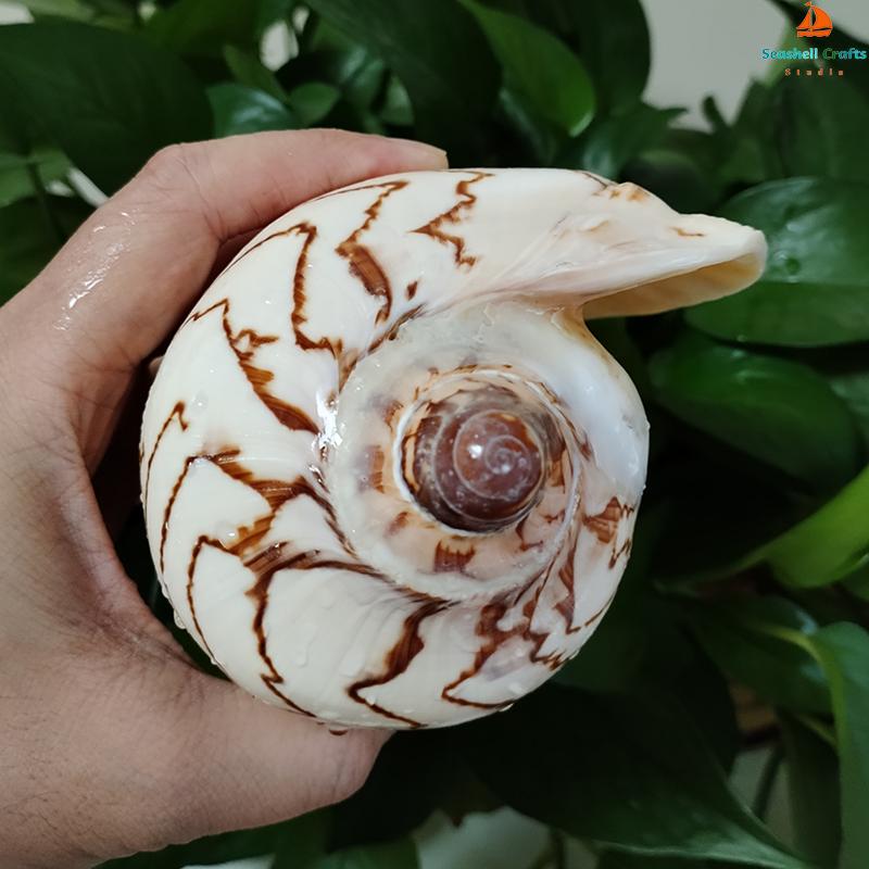 Large Sea Conch Shell 12-16cm Big Conch Natural Craft Ornaments Shell Wedding Festival Party Decoration Creative Gift Ornaments