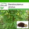 Калькуттский бамбук - 50 семян - С горшечным субстратом для лучшего выращивания - Dendrocalamus strictus