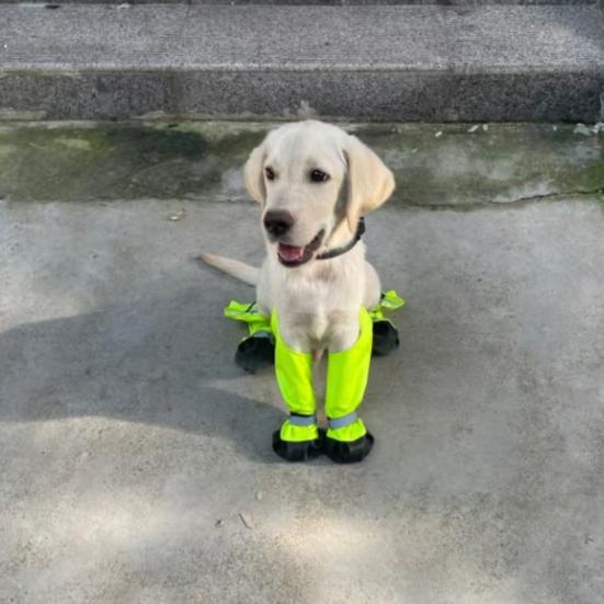 Dog Suspender Booties Anti-Slip Dog Paw Protector Waterproof Boot Leggings Adjustable Dog Suspender Shoes for Winter Snow Rain Hiking