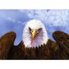 5D алмазная живопись, вышивка крестом, сделай сам, Алмазная мозаика, Летающий Орел, Алмазная вышивка, изображения животных из страз, подарок ручной работы