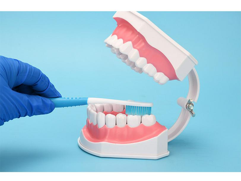 Детская модель зубов для обучения чистке зубов – съемные нижние зубы, размер 2x для обучения в детском саду