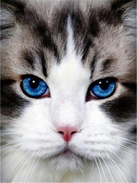 Алмазная картина Кот 5D DIY Алмазная вышивка Распродажа Вышивка крестиком Животные Стразы Мозаика Комплект украшения дома