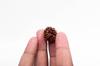 Natural 3 Mukhi Rudraksha Bead | Certified Authentic Rudraksha for Spiritual Growth | Genuine Sacred Bead for Meditation & Healing