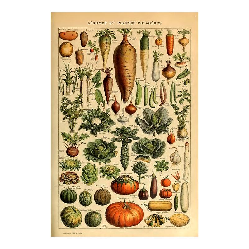 Винтажная ведьма Фрукты Овощи Холст Картина Ретро Цветы Грибы Печать Настенный декор Плакат Для кухни Домашний декор Без рамки