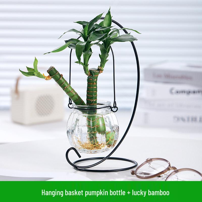 Indoor Desktop Murraya: Easy-Care Blooming Green Hydroponic Plants for Office & Living Room