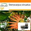 Garden in the Bag - Firewheel Tree - 20 семян - С субстратом в подходящем мешке - Stenocarpus sinuatus