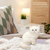 Cats Toys Realistic Cat Cute Kittens Soft Cuddle Small Animals Kitty Figures Toy for Birthday Gifts