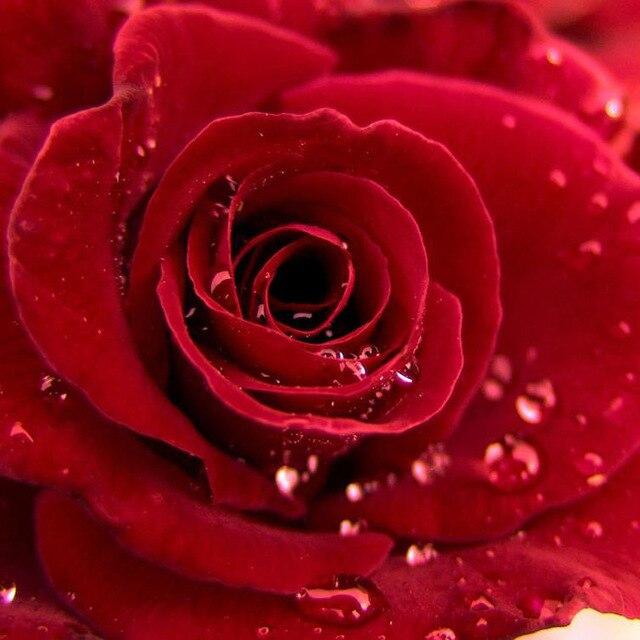 5D Алмазная мозаика "Роза" в ассортименте 50x50см