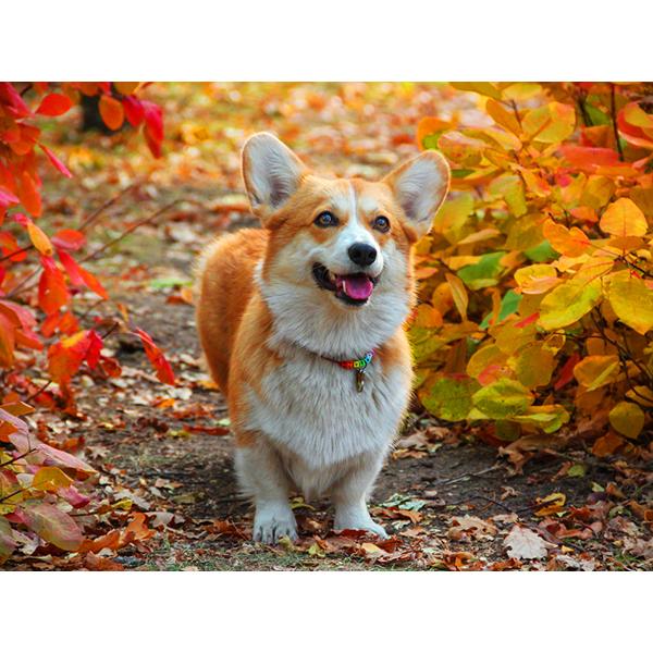 5D DIY Алмазная картина Набор Собака Осенью Искусство Алмазная вышивка Стразы Украшения для дома