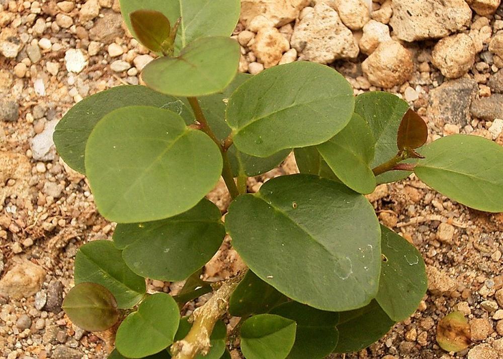 SAFLAX Garden in the Bag - Каперсы - 25 семян - С субстратом в подходящем пакете - Capparis spinosa