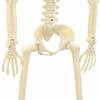 Halloween Skeleton 2 pcs White 85 cm Polypropylene
