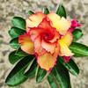 5 SEEDS of ADENIUM OBESUM "Lady" Desert Rose -FRESH SEEDS