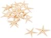 Tokyodo Dried Flowers Starfish 20 Pieces Approx. L3.0~6.0cm FD005064-zzz