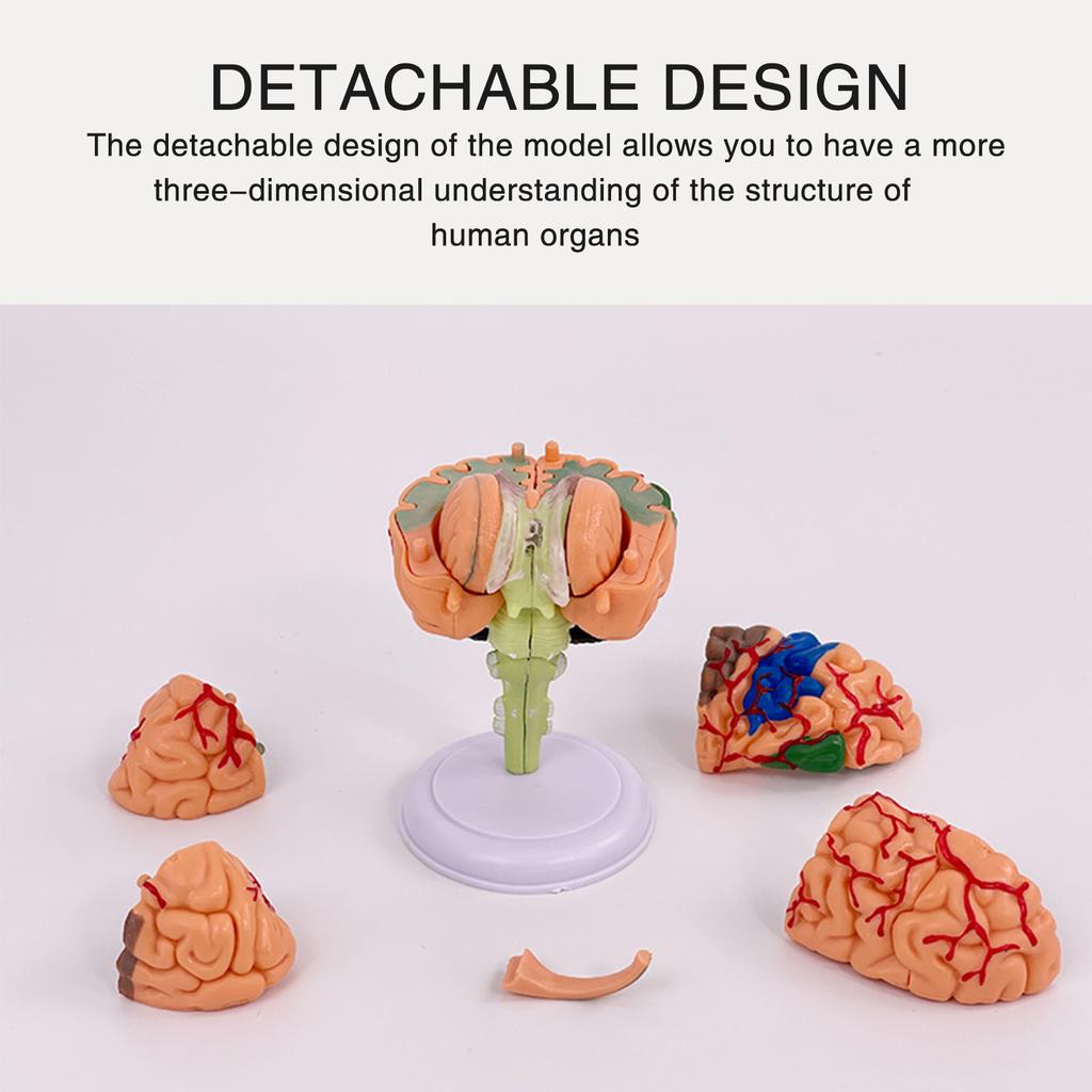 4DMaster 4D Human Anatomy Model Brain Structure Medical Puzzle Assembly Model for Education