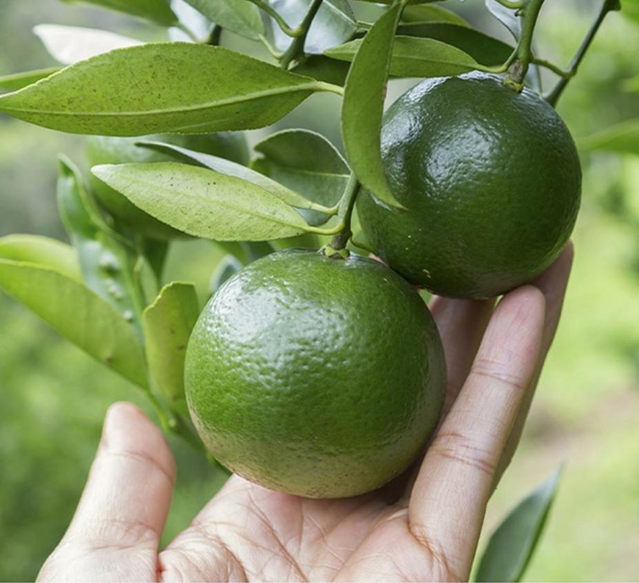 [GOODAL] Green Tangerine Vita C Сыворотка для ухода за темными пятнами 30 мл