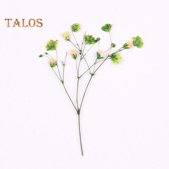 Сушёные цветы для рукоделия 12шт