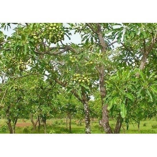Спа хиноки масло ши 75 г Очищенное (Сертифицировано Ecocert)