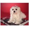 5d Diy Алмазная вышивка Животное Мальтийская собака Алмазная картина Вышивка крестом