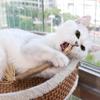 1 шт., кошачья игрушка, жевательная палочка Silvervine, Polygonum Kitty, рафия, трава, зоотовары, чистящая палочка для зубов, игрушка для укуса питомца, пеньковая веревка