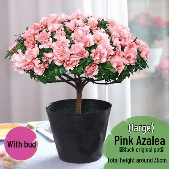 Large Azalea Potted Plant with Blooming Buds - Year-Round Indoor/Outdoor Cold-Resistant Green Flower, Easy Care