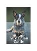 Книга Australian Cattle : How To Train Your Dog and Raise from Puppy Correctly