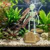 Plastic Fish Tank Dance Skull Ornament Gothic Wiggling Skeleton Statue  Halloween Decor