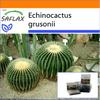 Garden in the Bag - Кактус-бочка / Сиденье для тещи - 40 семян - С субстратом в подходящем пакете-стойке - Echinocactus grusonii