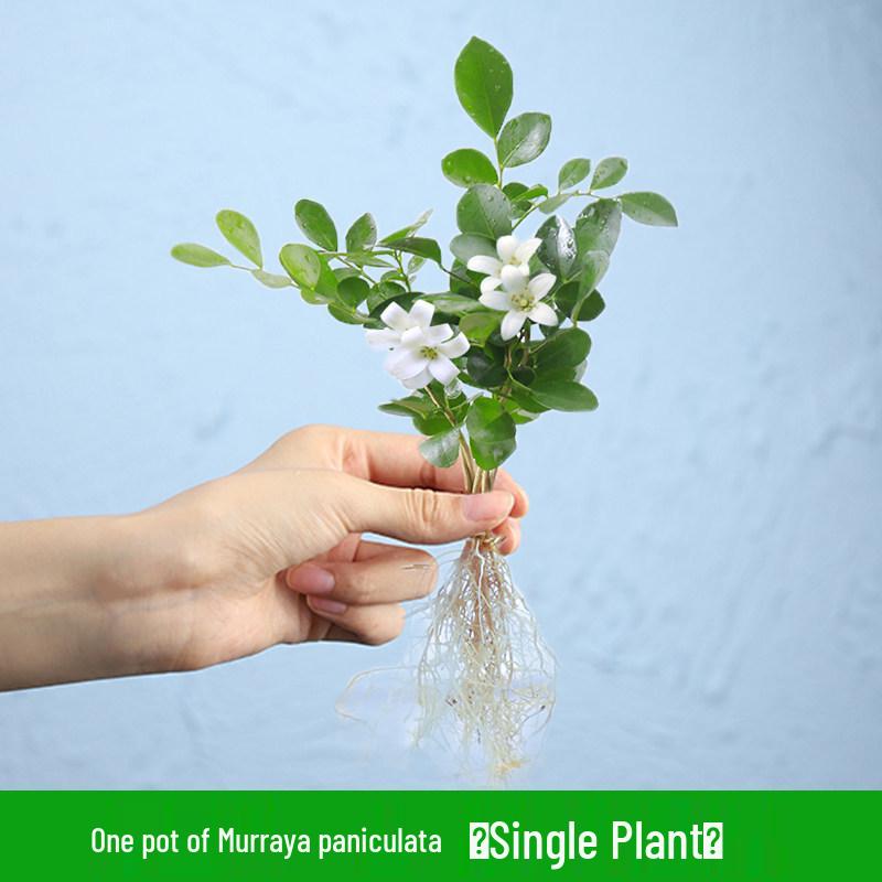 Indoor Desktop Murraya: Easy-Care Blooming Green Hydroponic Plants for Office & Living Room