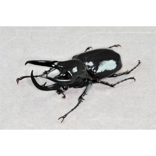 BACALYSO | Фигурка жука-атласа в масштабе 1/1, украшение на холодильник, магнитная, реалистичная, для взрослых, иллюстрированная, насекомое, жук, смола, подходит для взрослых