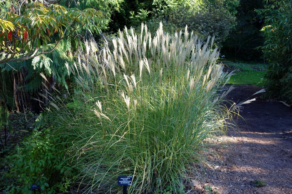 SAFLAX Китайская серебристая трава - 200 семян - Miscanthus sinensis