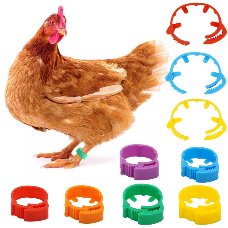 30PCS/50PCS Adjustable Chicken Foot Rings 6 Colors Inner Diameter Size 2~2.4cm Chicken Poultry Flexible Retractable Foot Rings