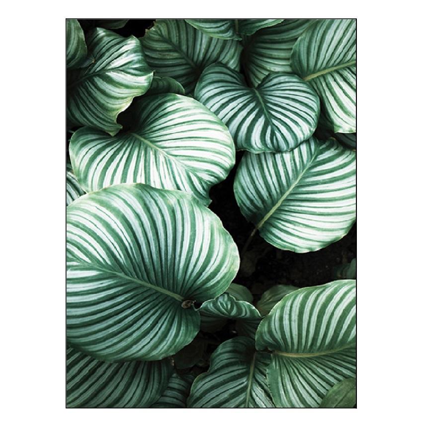 Белый тюльпан, зеленые суккуленты, алоэ монстера, растение, художественный плакат на скандинавскую тему, живопись на холсте и настенные панно для декора гостиной