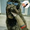 Lifelike Green Cigar Dog Toy Crafted From Premium Plush For Happy Pets