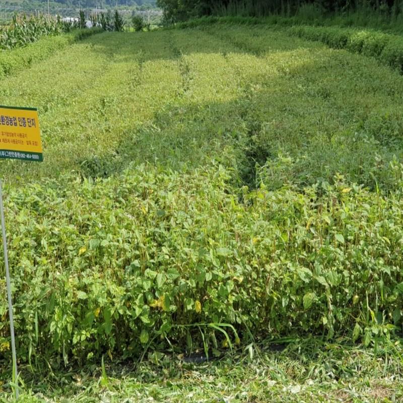 Wellbeing Health Village Jeonnam Hampyeong Woosul Juice 100 мл 50 пакетов Woosul