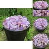 Natural Rough 100g Amethyst Gravel Stone Quartz Crystal Gemstone Home Decor