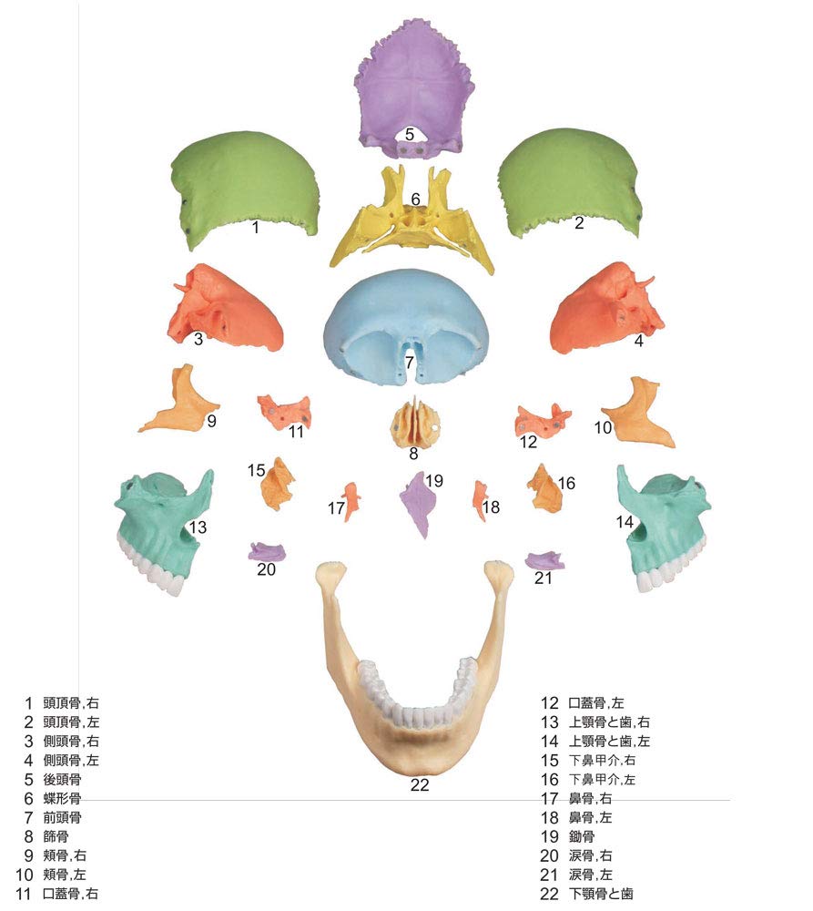 ERLER ZIMMER Magnetic Skull Craniosacral Model Creniotherapy Osteopathy In (Germany) 22-section [Back Stock]