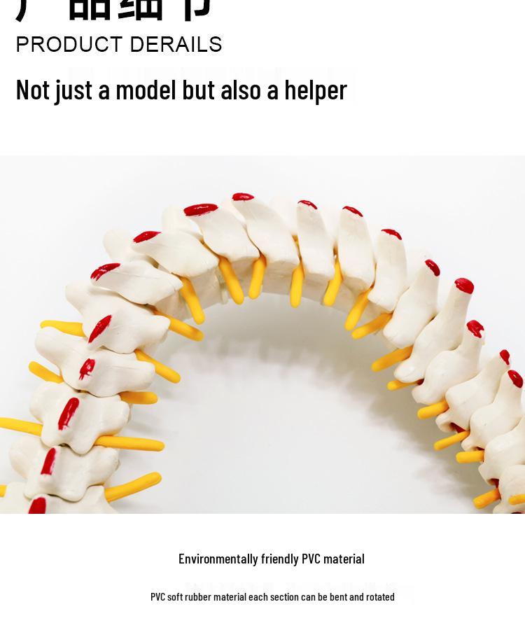 Взрослый 1:1 Модель позвоночника человека для хиропрактики - Шейный, Поясничный, и Демонстрация скелета