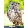 DIY Owl 5D Diamond Painting Animal Diamont Embroidery Mosaic Cross Stitch Full Round Drill Resin Home Decor Manual Gift