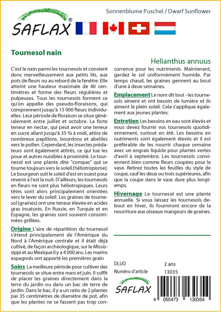 SAFLAX Подсолнечник карликовый - 40 семян - Helianthus annuus